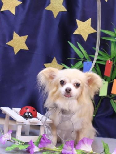 20230730チャッピーちゃん